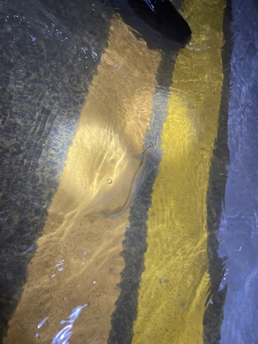 Whitespotted Clarias