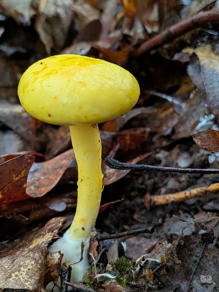 Pulveroboletus curtisii · July 2026 · photo: Photo: no rights reserved · iNaturalist