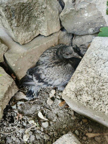 Feral Pigeon