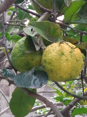 Citrus medica