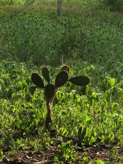 Opuntia caracassana