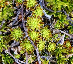 Syntrichia princeps