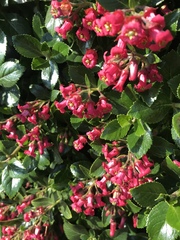 Escallonia rubra