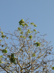 Pochota fendleri