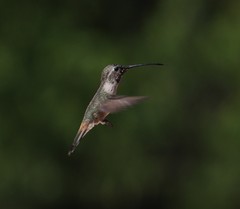 Rhodopis vesper