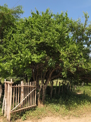 Leuenbergeria guamacho