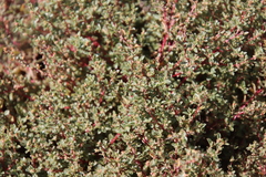Atriplex pacifica