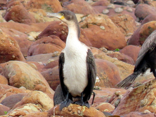 iNaturalist: (c) Gigi Laidler, some rights reserved (CC BY-NC), uploaded by Gigi Laidler iNaturalist image
