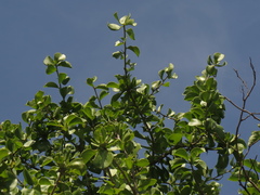 Leuenbergeria guamacho