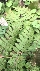 Cystopteris bulbifera