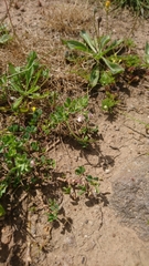Lotus conimbricensis