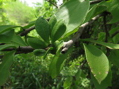Leuenbergeria guamacho