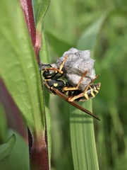 Polistes chinensis