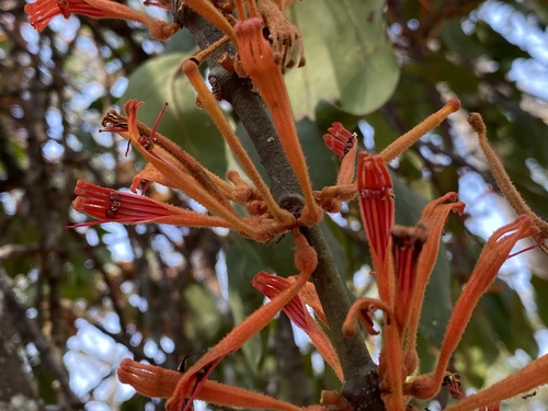 Phragmanthera cornetii