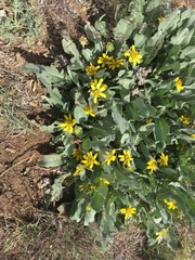 Berlandiera monocephala