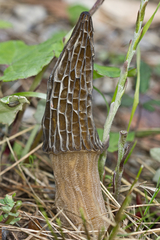 Morchella importuna