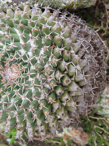 Mammillaria sempervivi