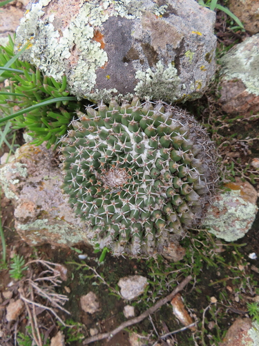 Mammillaria sempervivi
