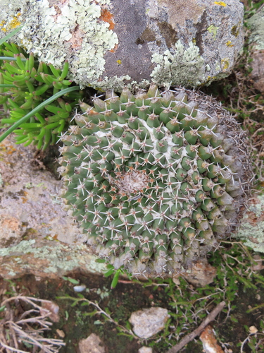 Mammillaria sempervivi
