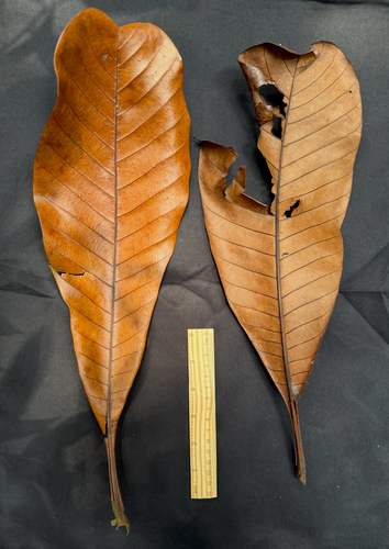Campnosperma auriculatum observed 2026-07-14