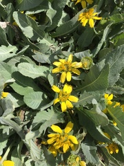 Berlandiera monocephala