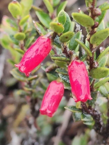 Disterigma empetrifolium