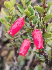Disterigma empetrifolium