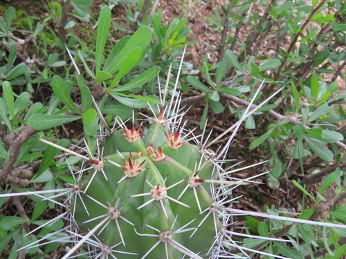Stenocereus huastecorum, photograph 2
