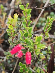 Disterigma empetrifolium, photograph (c) Yannick Pochon, some rights reserved (CC BY)