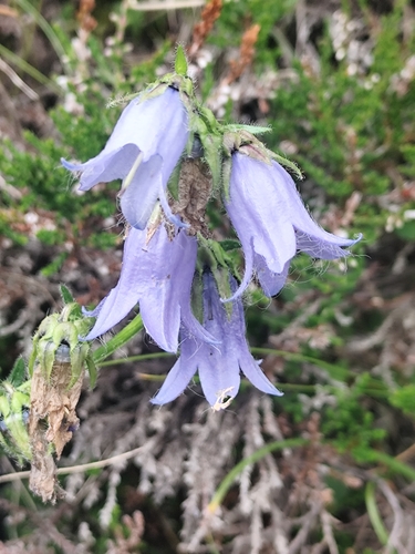 Campanula barbata (Campanula barbata)