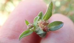 Atriplex pacifica