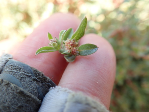 Davidson's saltbush (Atriplex pacifica)