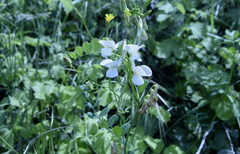 Vicia galeata