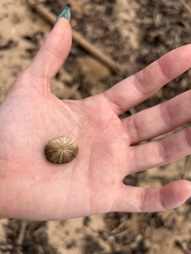 Echinoneus cyclostomus observed 2026-06-05