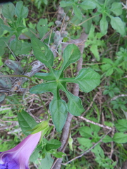 Ipomoea pubescens, photograph (c) Ulises Pinedo, some rights reserved (CC BY)