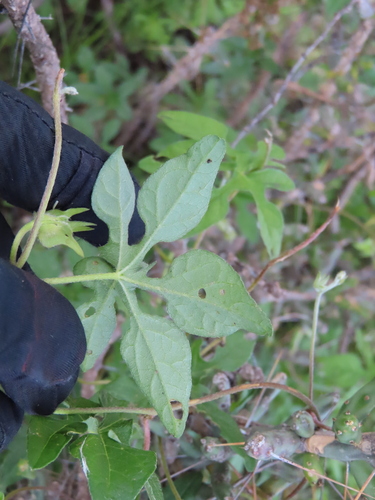 Ipomoea pubescens, photograph 5
