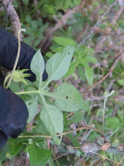 Ipomoea pubescens, photograph (c) Ulises Pinedo, some rights reserved (CC BY)