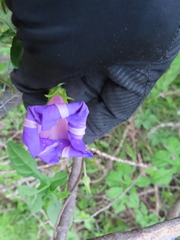 Ipomoea pubescens, photograph (c) Ulises Pinedo, some rights reserved (CC BY)
