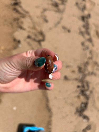 Cypraea isabella observed 2026-06-05