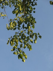 Platymiscium pinnatum