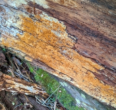 Botryobasidium simile