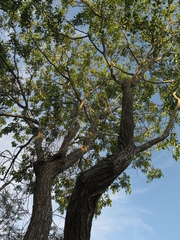 Platymiscium pinnatum