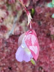 (c) Yannick Pochon, some rights reserved (CC BY) Utricularia unifolia, photograph (c) Yannick Pochon, some rights reserved (CC BY)