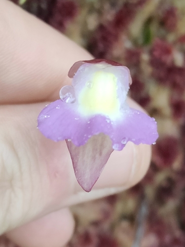 Utricularia unifolia, photograph 3