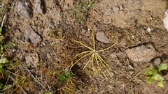 Isoetes durieui