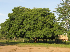 Platymiscium pinnatum