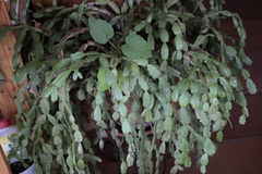 Schlumbergera buckleyi