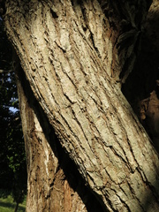 Platymiscium pinnatum