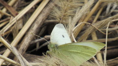 Pieris rapae