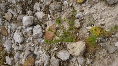 Galium verticillatum